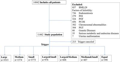 Impact of follicular size categories on oocyte quality at trigger day in young and advanced-age patients undergoing GnRH-ant therapy